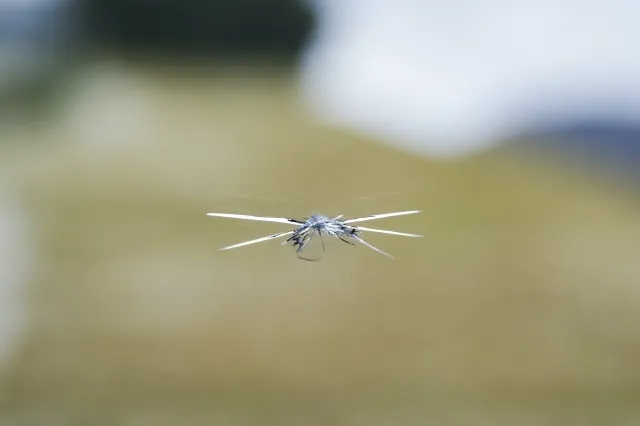 フロントガラスの飛び石による欠損